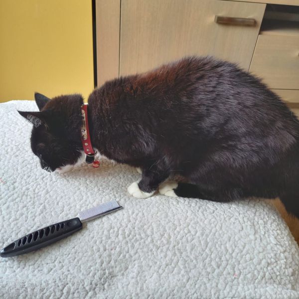 Nonja uit Doetinchem zoekt een Kattenoppas
