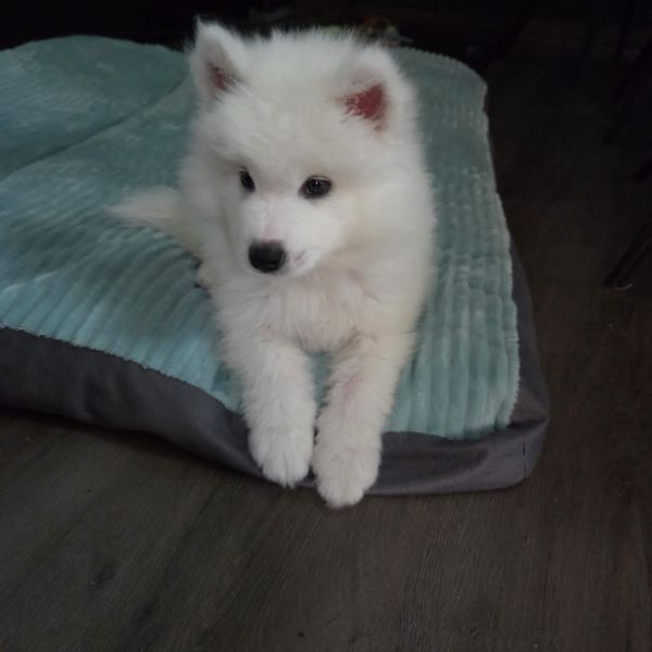 Huisdierenoppas Kamila uit Rozenburg