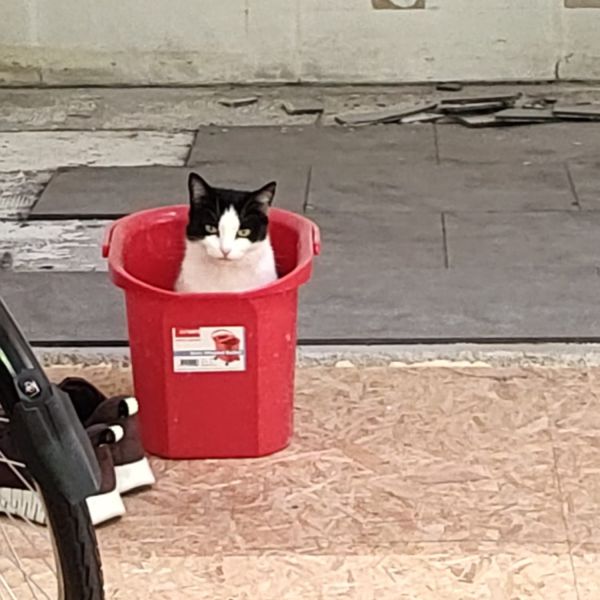 Treeloh uit Wormer zoekt een Kattenoppas