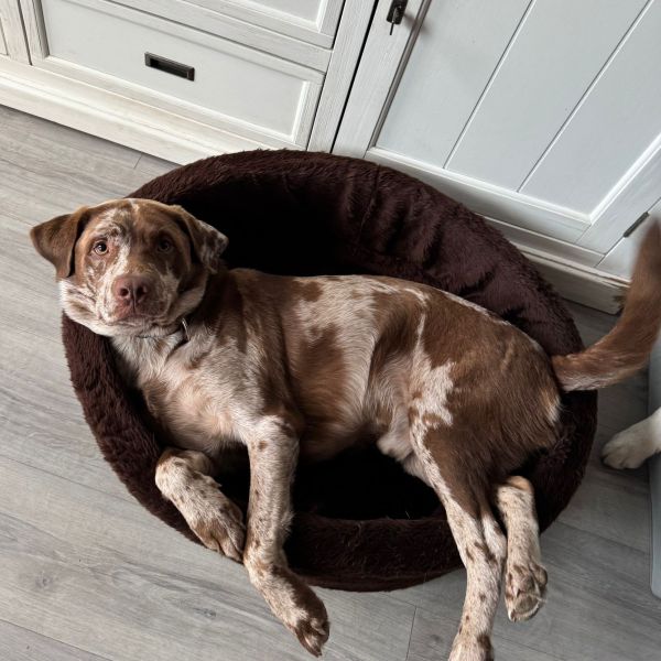 Huisdierenoppas Sandra uit Vlaardingen