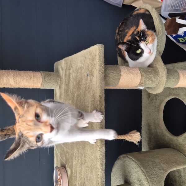 Billie, Bobbi uit Wellerlooi zoekt een Kattenoppas