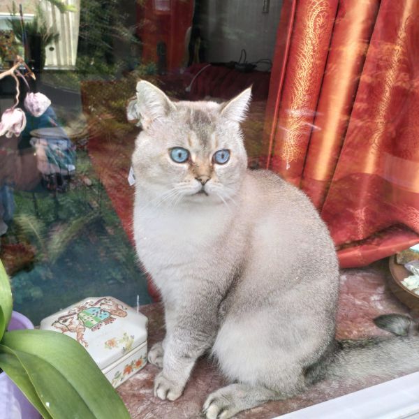 Bollie uit Exloo zoekt een Kattenoppas