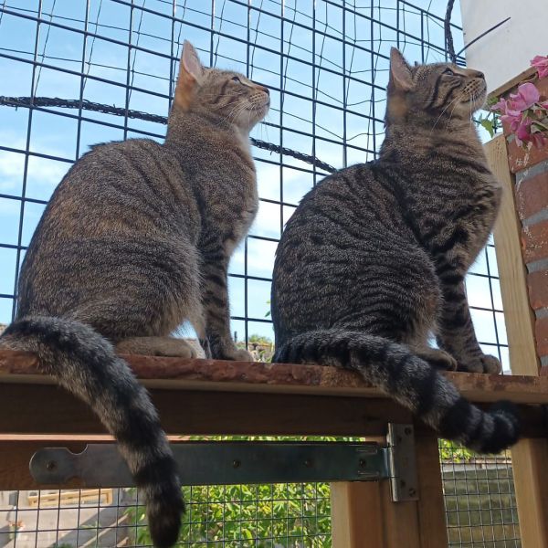 Misty uit Schagen zoekt een Kattenoppas