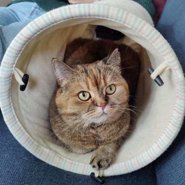 Mango, Baloe uit Leek zoekt een Kattenoppas