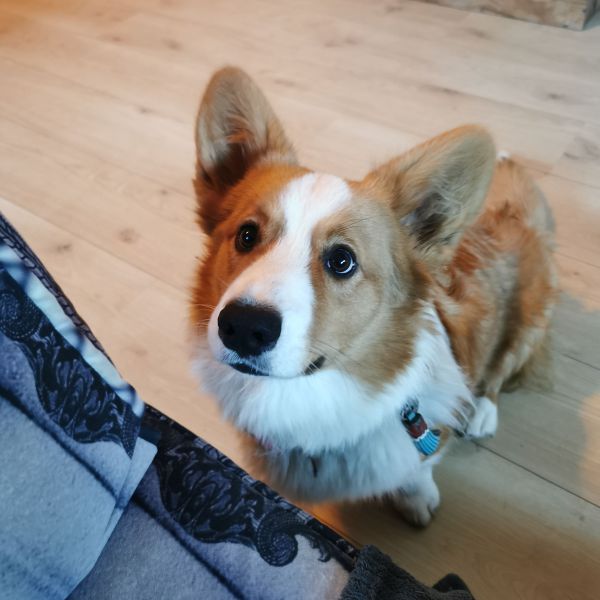 Arthur, Morgana uit Wittem zoekt een Hondenoppas