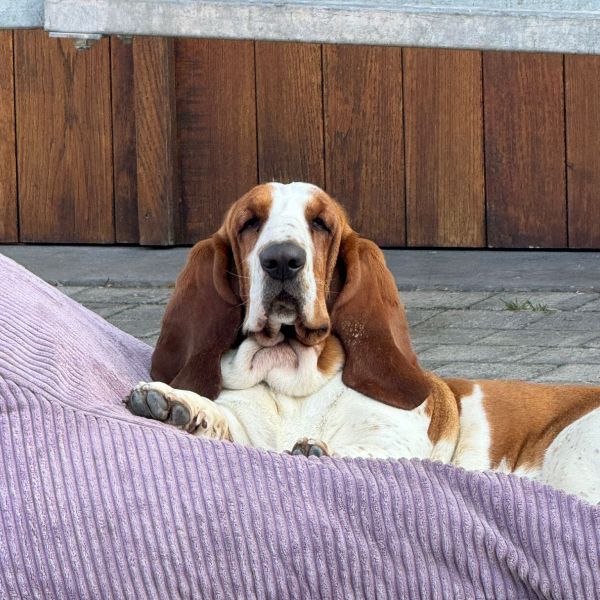 Billy uit Oegstgeest zoekt een Hondenoppas