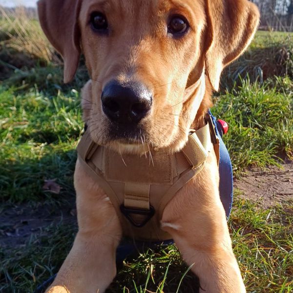 Broes uit Heeze zoekt een Hondenoppas