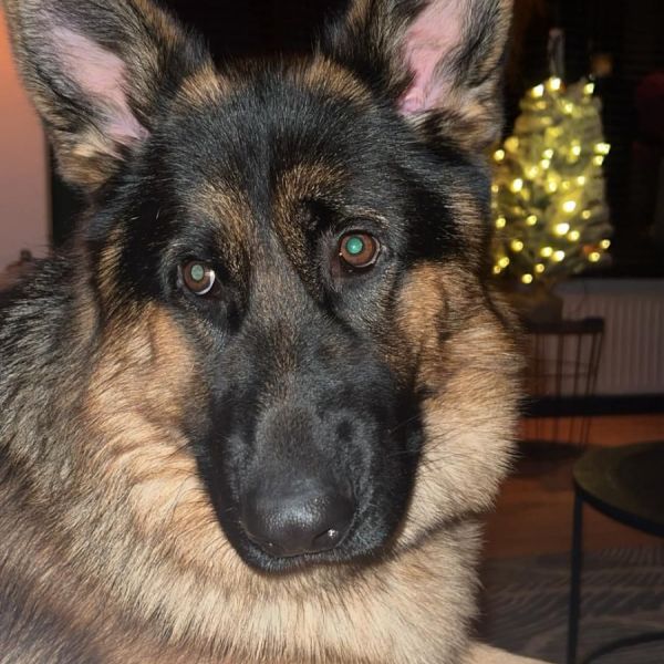 Cody uit Ureterp zoekt een Hondenoppas