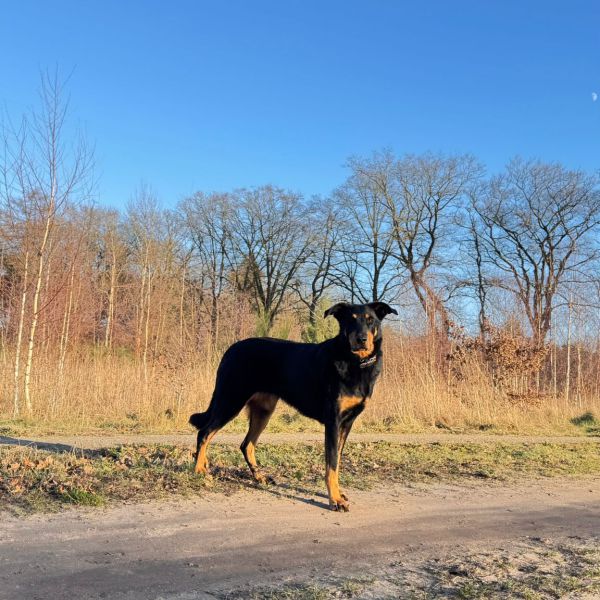 Paard uit Harfsen zoekt een Paardenverzorger