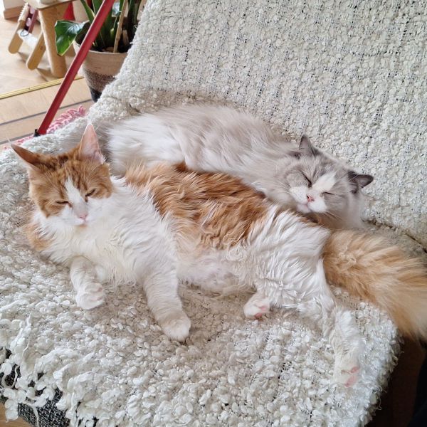 Freya, Flora uit Voorburg zoekt een Kattenoppas