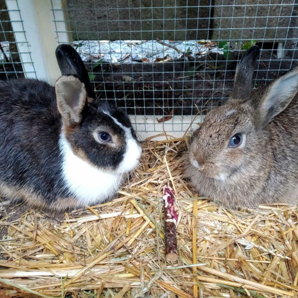 Fluffy en Toffee, Hilde Mareia van Tol uit Bilthoven zoekt een Knaagdierenoppas