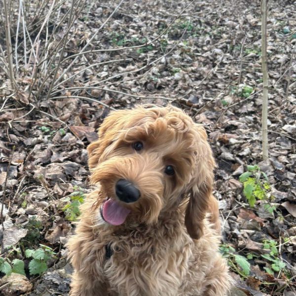 Riley uit Rotterdam zoekt een Hondenoppas