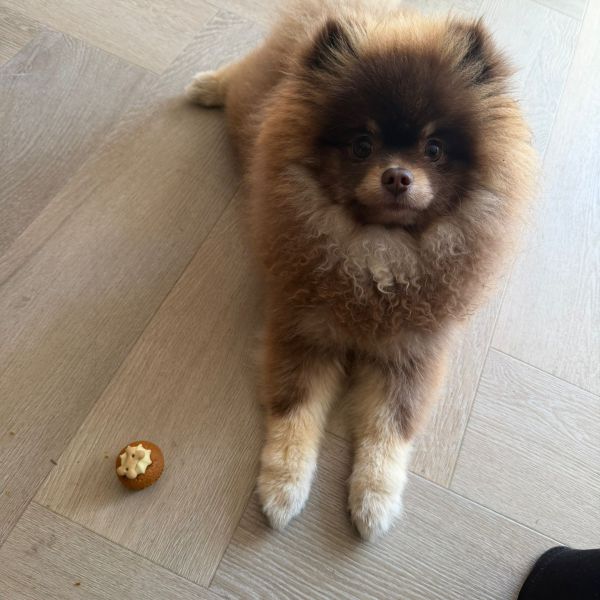 Hondenoppas Yvonne uit Almere