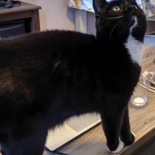 Oppie uit Hoorn zoekt een Kattenoppas