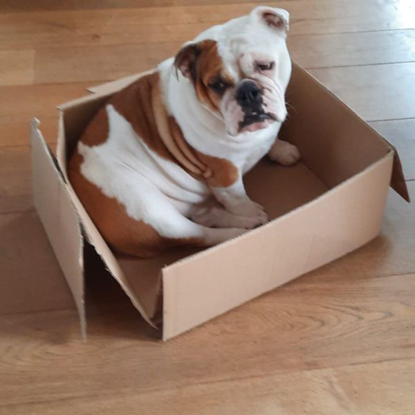 Roxy uit Heiloo zoekt een Hondenoppas