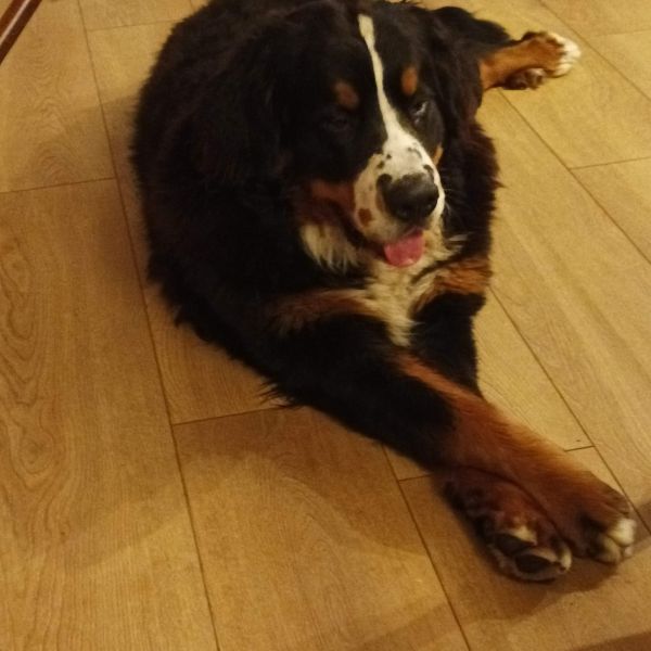 Beer uit Emst zoekt een Hondenoppas