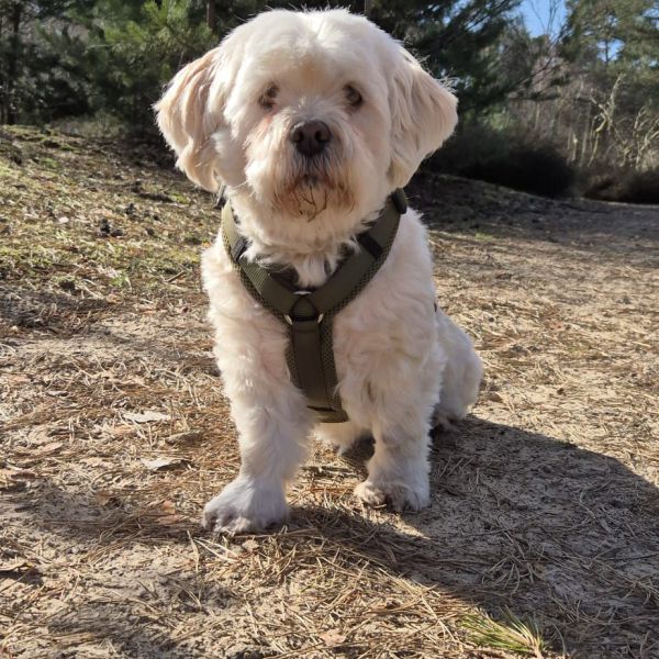 Puck, Teddy uit Helmond zoekt een Hondenoppas