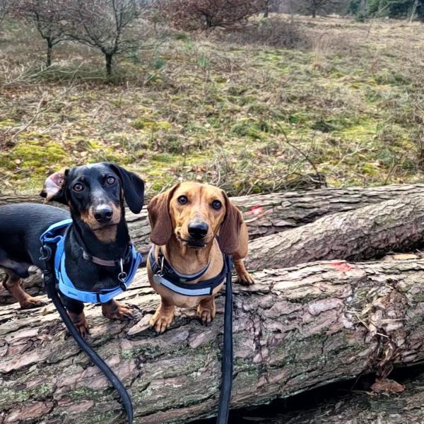 Basje (bruin), Sam (zwart) uit Gendt zoekt een Hondenoppas