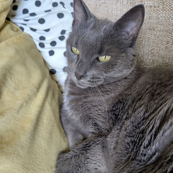 Mae uit Leusden zoekt een Kattenoppas