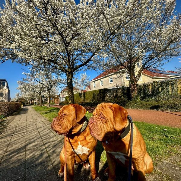 Diesel, Donna uit Harderwijk zoekt een Hondenoppas