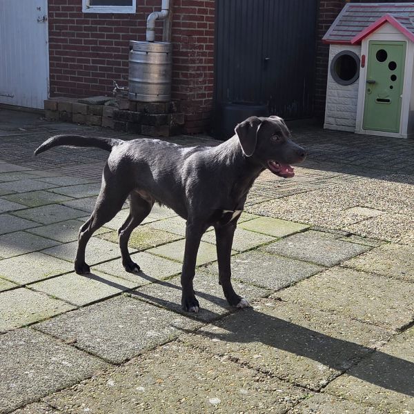nog niet bekend, Mack uit Strijen zoekt een Hondenoppas
