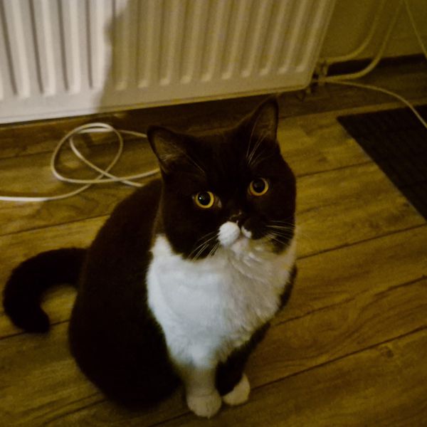 George uit Groningen zoekt een Kattenoppas