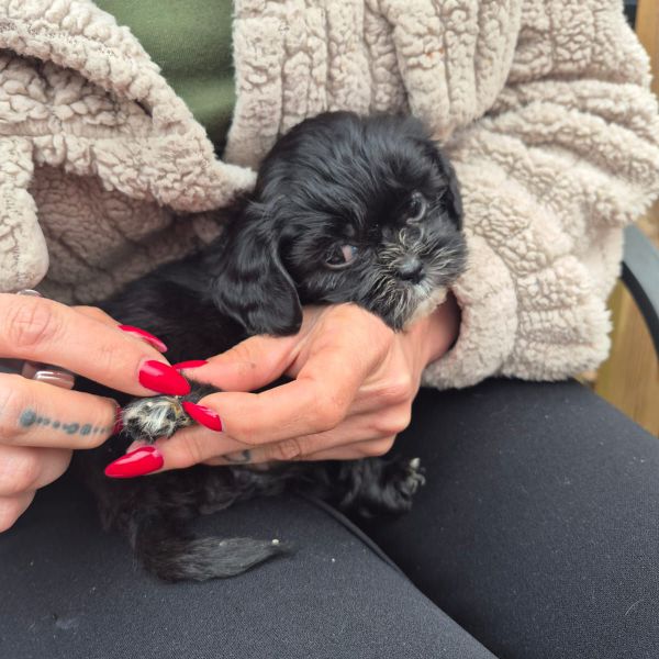 Hondenoppas Moreno uit Amersfoort