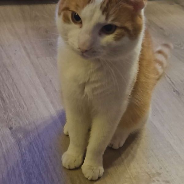 Flash, Charlie, Hugo uit Vaassen zoekt een huisdierenoppas