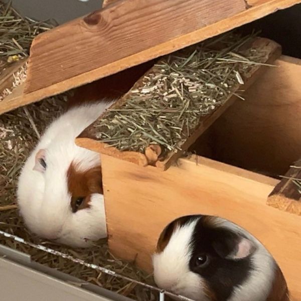 Knaagdierenoppas Esther uit Doorn