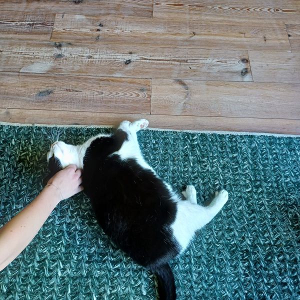 Loulou, Tommie uit Bilthoven zoekt een Kattenoppas