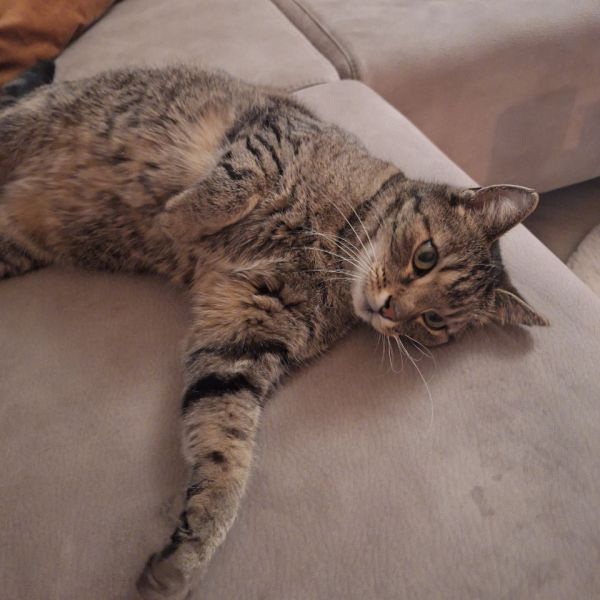 Tygo uit Nijmegen zoekt een Kattenoppas