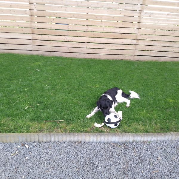 Klaas, Jack uit Drieborg zoekt een Hondenoppas