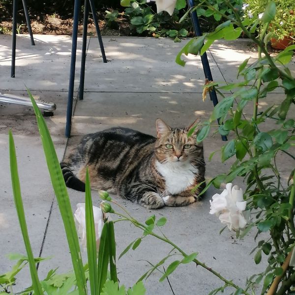 Losi uit Wijhe zoekt een Kattenoppas