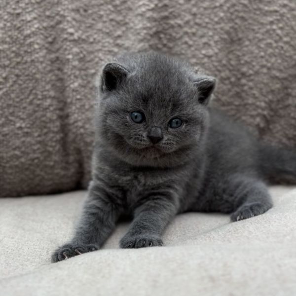 Frenky uit Dronten zoekt een Kattenoppas