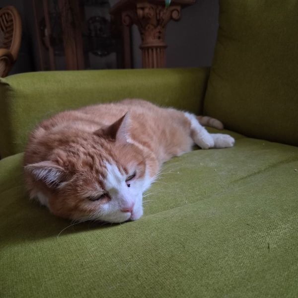 Mips uit Amersfoort zoekt een Kattenoppas