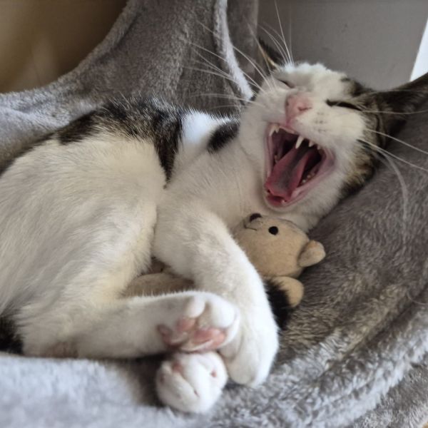 Belle uit Den Haag zoekt een Kattenoppas