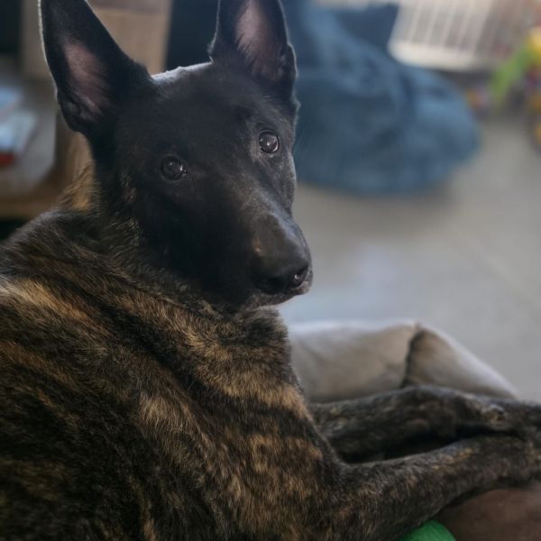 Jax uit Almere zoekt een Hondenoppas