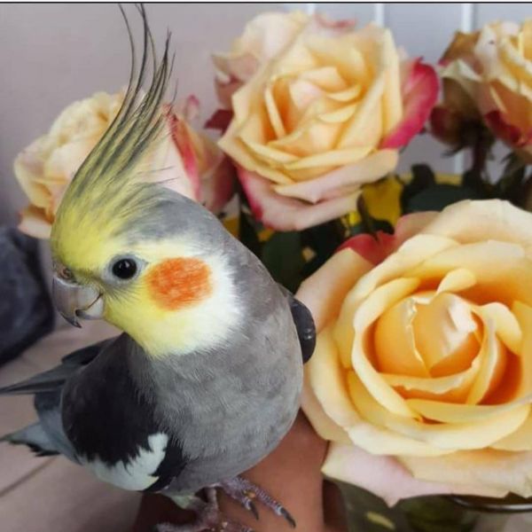 Vogeloppas Isha uit Amsterdam