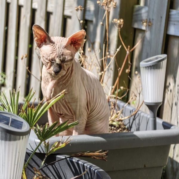 Athena, buddha, caesar uit Assen zoekt een Kattenoppas