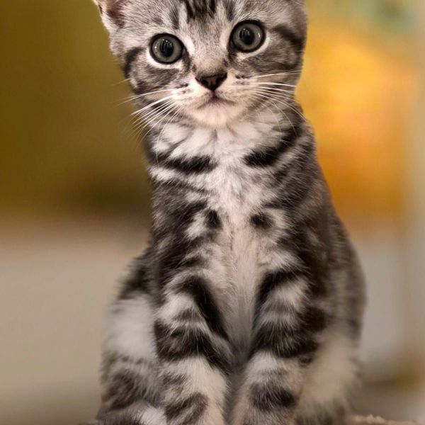 Lux, Nova uit Scherpenzeel, Gld zoekt een Kattenoppas