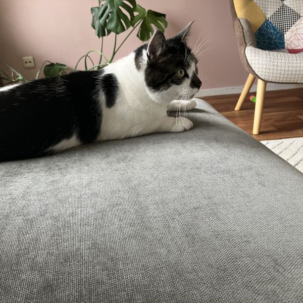 Swiffer uit Nijverdal zoekt een Kattenoppas