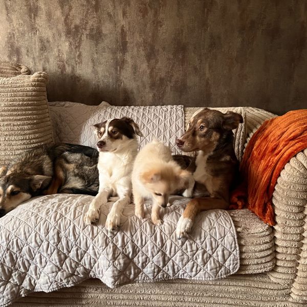 Bella/Mila/Indy/Pip/ Sarah uit Enschede zoekt een Hondenoppas