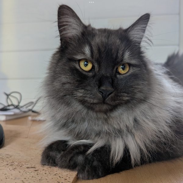 Aslan, Moxxi, Cosmo uit Annerveenschekanaal zoekt een Kattenoppas