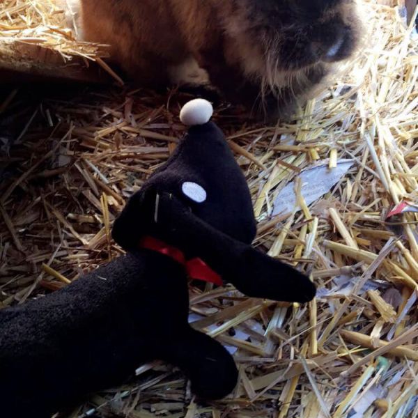 Huisdierenoppas Jade uit Rotterdam