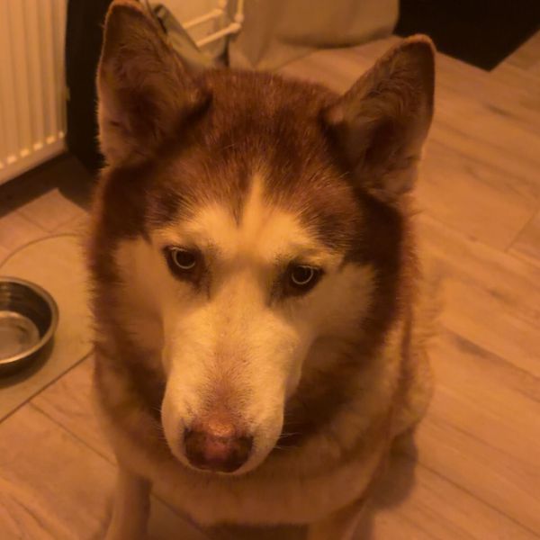 Huisdierenoppas Kyomi uit Vaassen