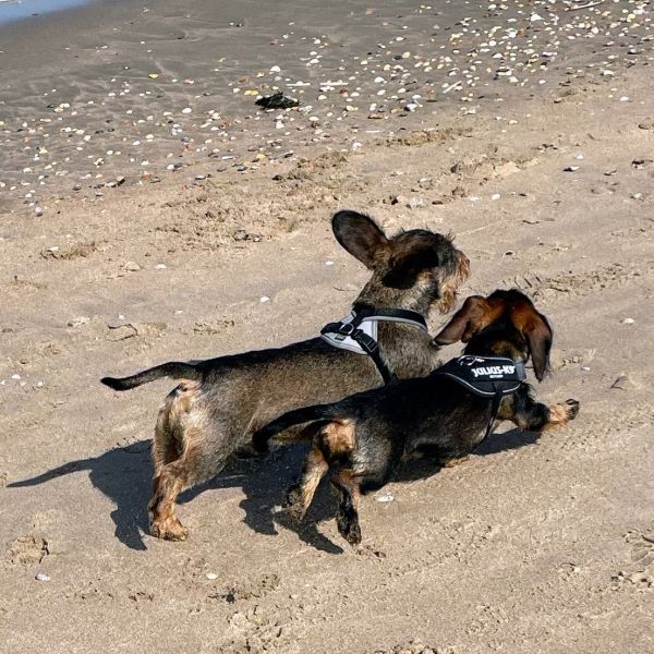 Max, Toto uit Heemskerk zoekt een Hondenoppas