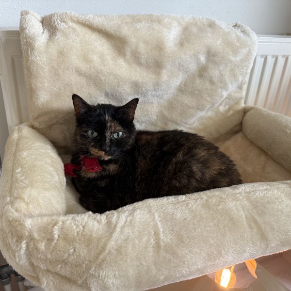 Buddha, Bammie uit Eindhoven zoekt een Kattenoppas