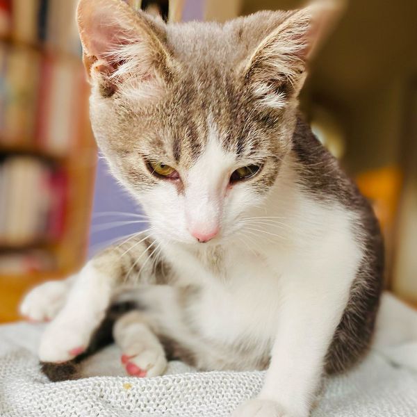 Frankie uit Westerhaar-Vriezenveensewijk zoekt een Kattenoppas