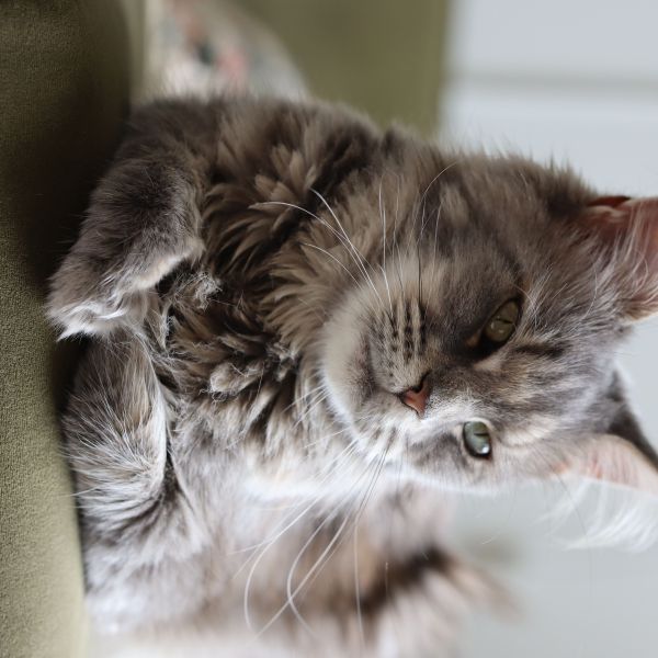 Roos uit Gouda zoekt een Kattenoppas