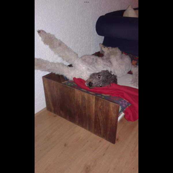 Hondenoppas Renate uit Lemelerveld
